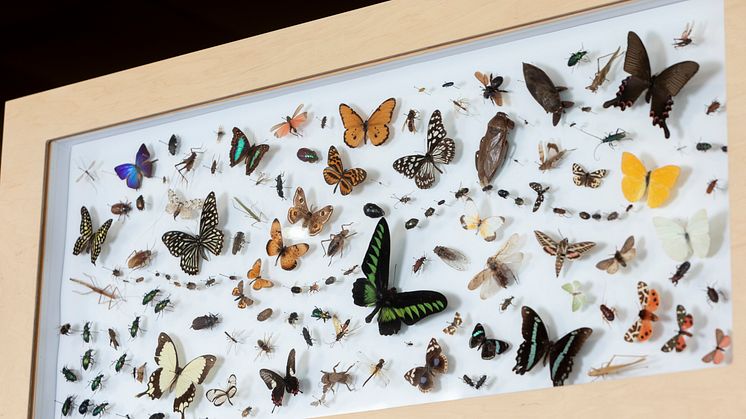 Insektenpräparate