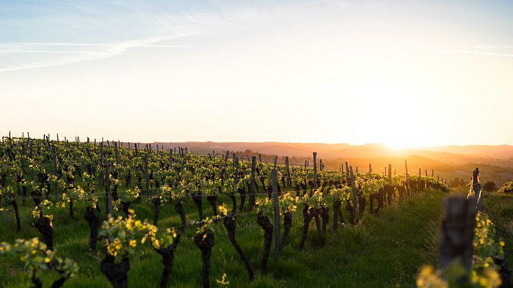 Vin i royale omgivelser fra vinslottet Chateau de Cayx