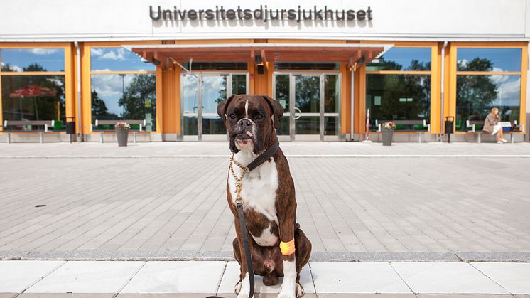Hund utanför Universitetsdjursjukhuset (UDS). Fotograf: Jenny Svennås Gillner
