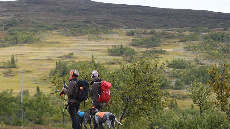 Två fågeljägare tittar på utsikten över svenskt fjäll.