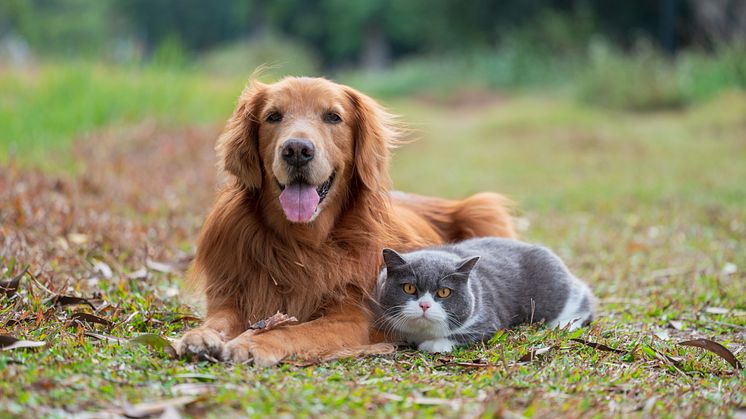 Här är platserna med högst hund- och kattäthet