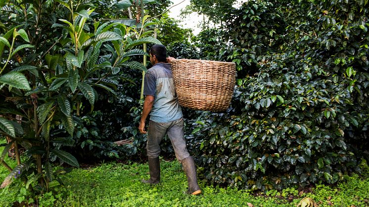 Impactkaffe