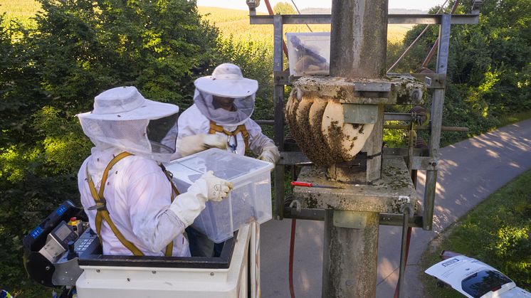20241022_Umsiedlung Bienenstock_1