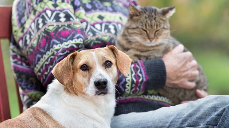Lista: Här är platserna med högst hund- och kattäthet 