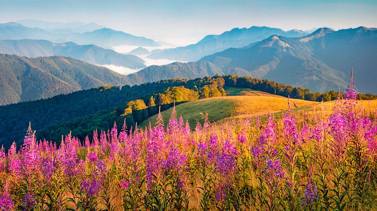 More than 130 businesses call for renewed policy ambition to implement the Biodiversity Plan and halt and reverse nature loss this decade
