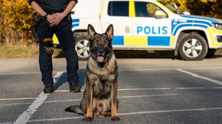 Hank är Årets polishund 2024. Foto: Måns Engelbrektsson