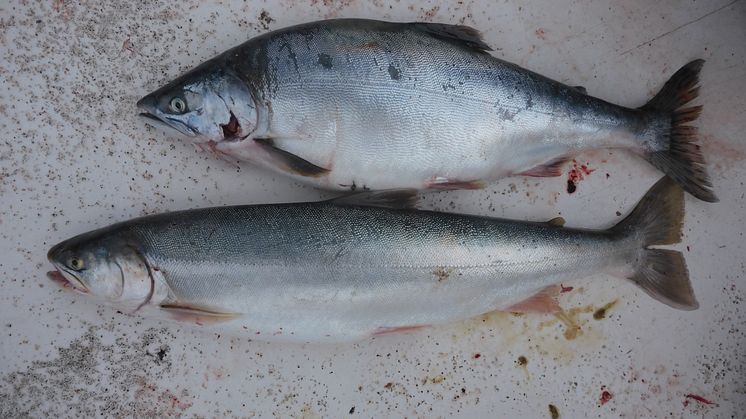 An invasive Pacific pink salmon (above) and a native Arctic charr (below). Both species have a silvery exterior while at sea and can be difficult to tell apart but the inside of the mouth of a pink salmon is black (Photo: Guttorm Christensen).