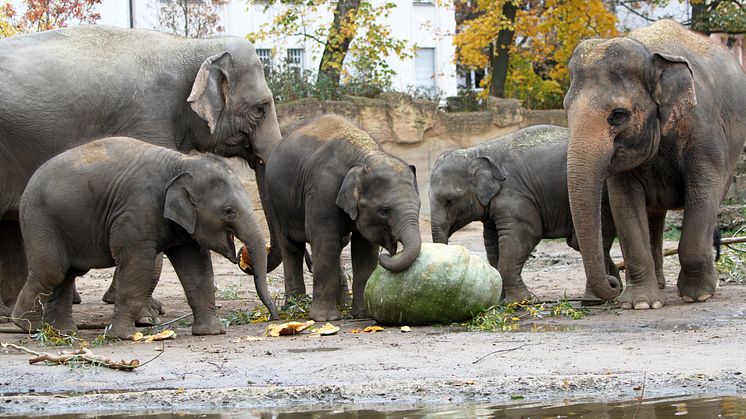 Halloween im Zoo Leipzig: Riesenkürbis bei den Elefanten