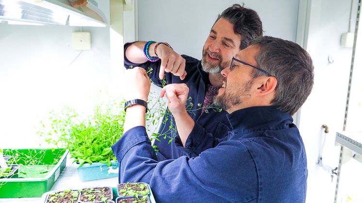Olivier Keech och Clément Boussardon har kommit fram till varför pollenkorn har en begränsad livslängd. Foto: Rebecca Forsberg