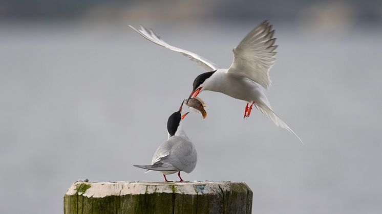 Bild på fisktärna som matar sin unge, fotograferad av Roger Jansson på bryggan utanför Havets Hus