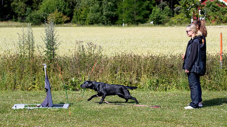 En labrador retriever i BPH-momentet Överraskning. Foto: Åsa Lindholm