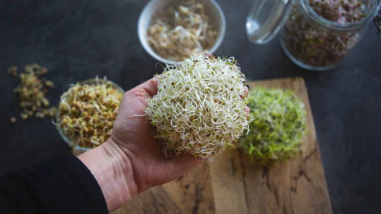 Återkallelse av Alfalfa-groddar från Munkagrodden