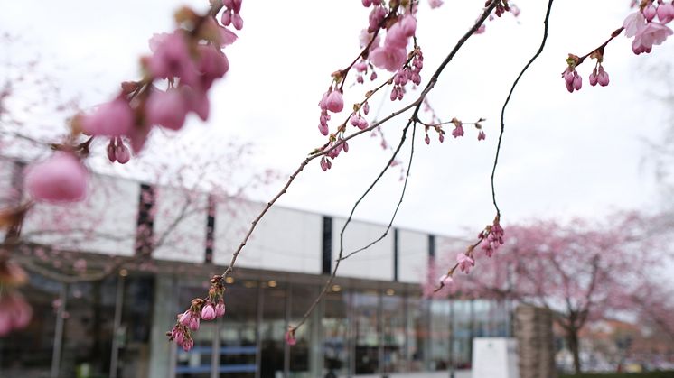 körsbärsblommor_bibliotek.jpg
