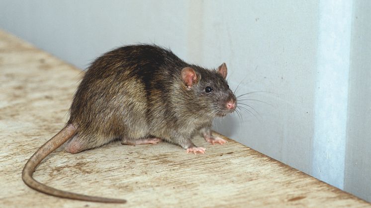 Ratten vermehren sich immer mehr. Gleichzeitig sollen die Bekämpfungsmöglichkeiten für den Verbraucher weiter eingeschränkt werden.