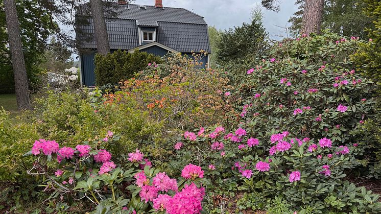 Rhododendrondalen på Mercatus