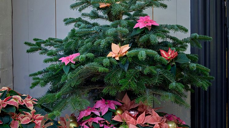 Lys upp granen med julstjärnor! Foto: Stars for Europe/Blomsterfrämjadet