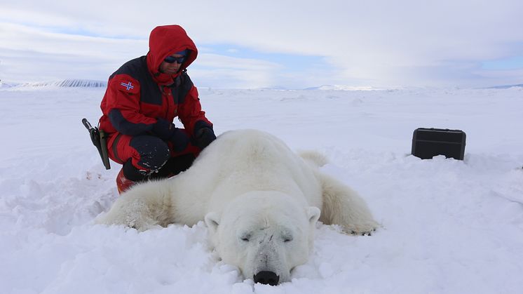 Sampling from a polar bear (Photo: Magnus Andersen / Norwegian Polar Institute).