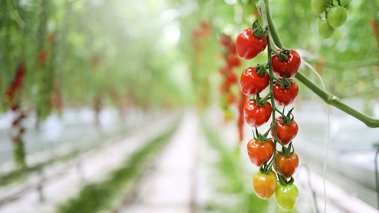 SydGrönts medlem Nordic Greens förstärks med ny delägare genom Agro Care  