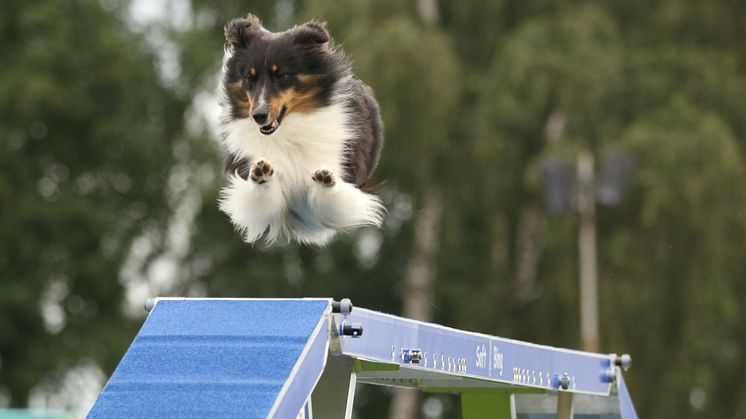 Agility World Championship 2025 äger rum i Kalmar den 17–21 september 2025. Foto: Erika Dahlman.
