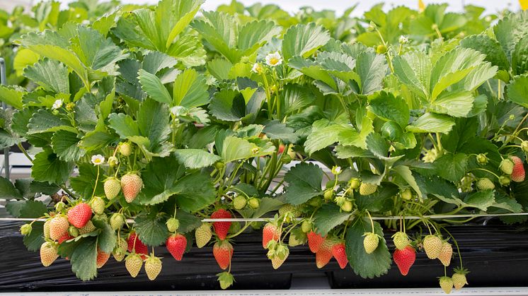 På friland planteras jordgubbar direkt i marken och samma planta kan ge skörd i flera år. Men i tunnel och växthus blir det allt vanligare med table-top och substratodling där plantorna byts ut varje år.