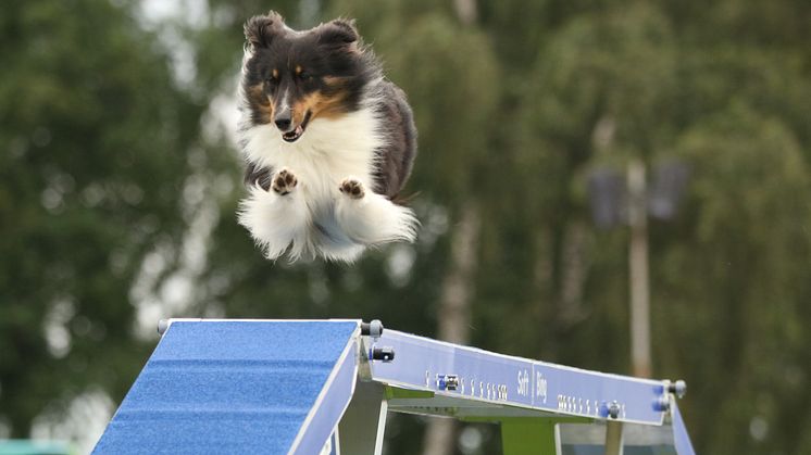 Hund hoppar i en agilitybana.