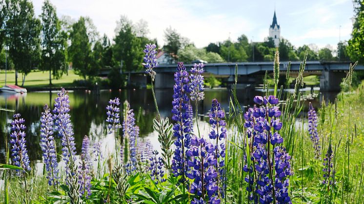 Lupiner i blom vid sundet_kyrkan i bakgrunden.jpg