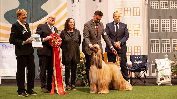 Afghanhunden Tells Kjavu It's About Time vann Best In Show på Stockholm Hundmässa 2024. Foto: Jenny Jurnelius.