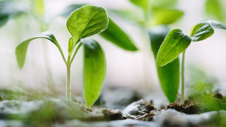 Convise först att verifieras av SBSC enligt ISO 26000