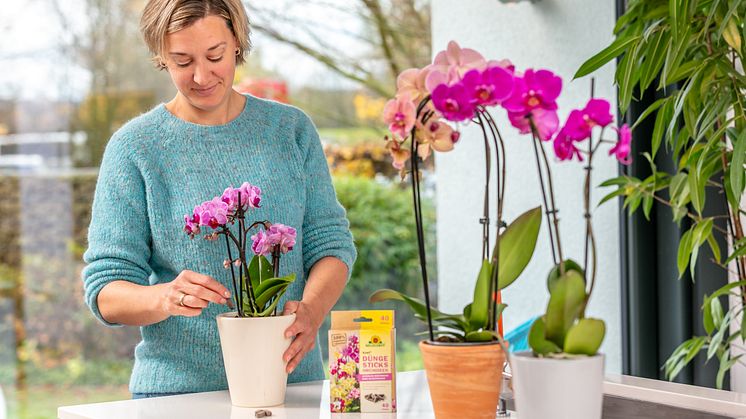 In den organischen Azet DüngeSticks für Orchideen von Neudorff sind alle wichtigen Nährstoffe enthalten. Damit können die salzempfindlichen Exoten ihre volle Blütenpracht entfalten.