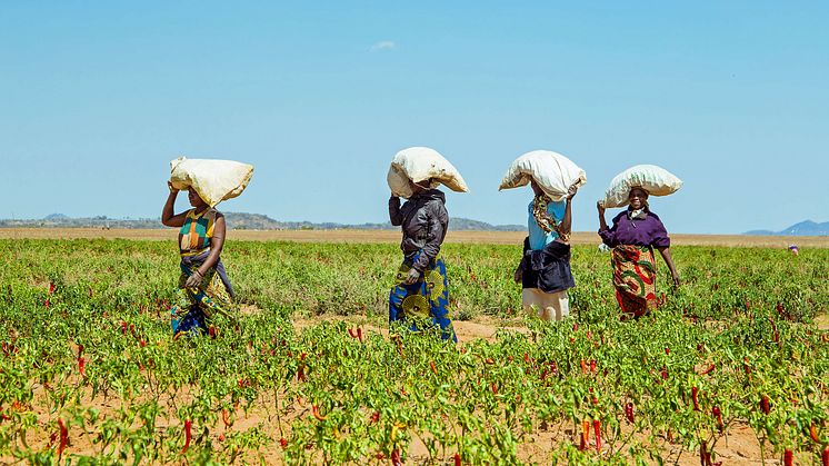 Swedfund, BII and Norfund invest $85 million in AgDevCo to support agribusinesses in Africa
