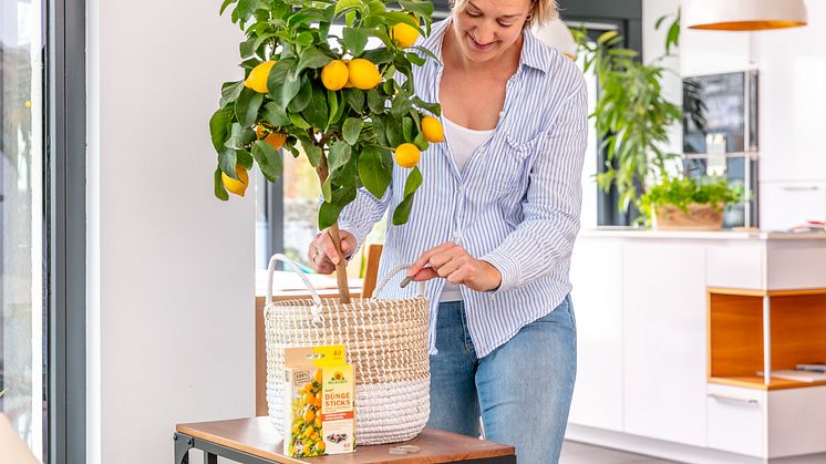 In den organischen Azet DüngeSticks für Zitrus- und Mediterranpflanzen ist neben den wichtigen Hauptnährstoffen auch ein besonders hoher Eisenanteil enthalten. 