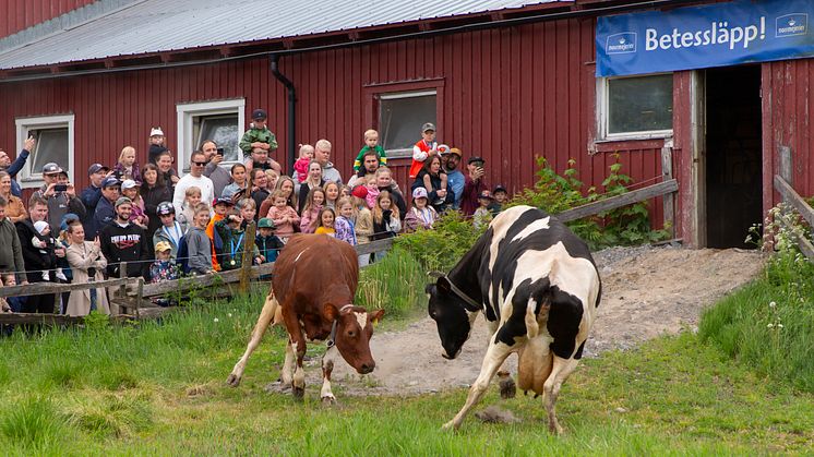 Nationaldagsfirande med betessläpp i Röbäck – tusentals besökare väntas till årets betessläpp hos James och Emma Mushi