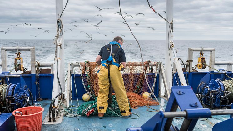 Bærekraftig fiske betyr mer fisk – Findus inspirerer forbrukere til å spise havvennlig og ansvarlig