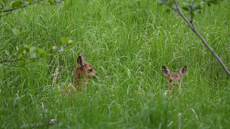 Det höga gräset ger rådjurskiden skydd mot rovdjur. Men enkla medel räddar jägare och lantbrukare dem även undan slåttern. Foto: Kenneth Schulze