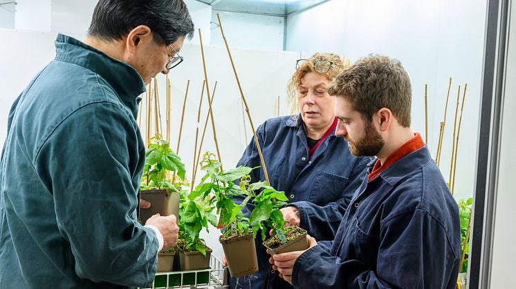  Jun Yu, Maria E. Eriksson och Bertold Mariën undersöker unga träd på Umeå Plant Science Centre. Foto: Gabrielle Beans
