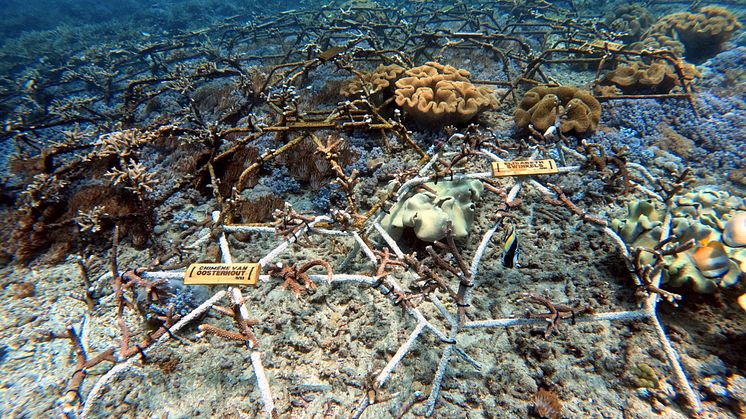 Vedenalainen näkymä riuttatähdistä, joihin on kiinnitetty koralleja ja kyltit "SUPPORTING REEF RESTORATION".
