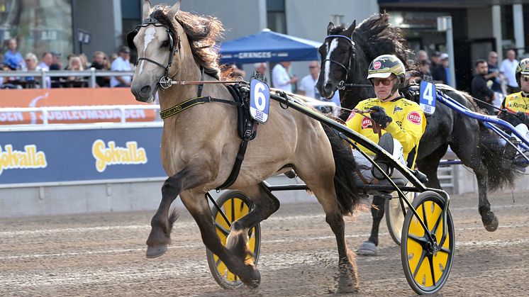 Brenne Borken har varit en av de stora snackhästarna bland kallbloden de senaste åren och nu kommer han för att delta i Elitkampen för allra första gången. Foto: TR Bild