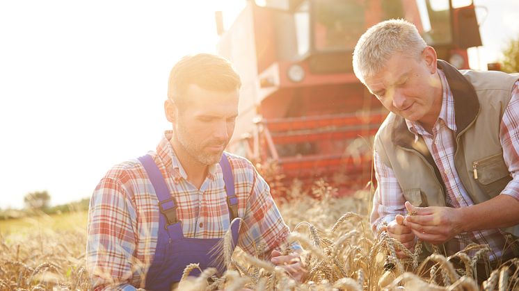 Sustainability Wheat Farmer 001 (1).jpeg