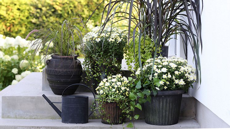 Dags att plantera om i krukorna på terrassen! Ett säkert kort för lång blomning är krysantemum. 
