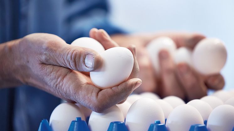 DAVA Foods skruer op for investeringerne i produktion af æg