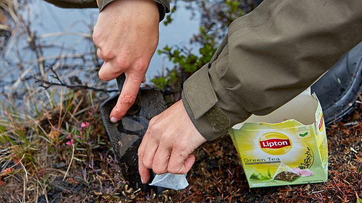 I projektet har 36 000 tepåsar grävts ned världen över för att mäta nedbrytningen. Foto: Tomas Utsi