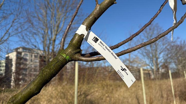 Äppelträdet som färdats i rymden, av sorten Newton Wonder. Foto: Malmö stad.