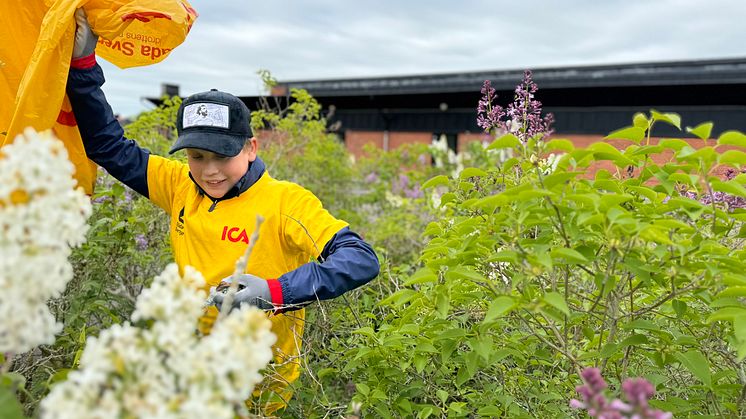 Klara, färdiga, städa! 2025 – Projektet som gjorde skillnad för miljön och föreningslivet.