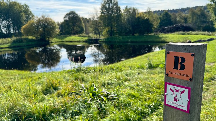 Skövde har blivit en vandringsled rikare. Killingarundan ger besökaren inblick i platåberget Billingens betydelse för människan.