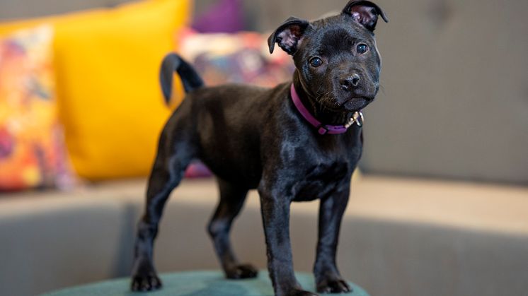 Fem månader gamla staffordshire bullterriervalpen Alice. Foto: Måns Engelbrektsson.