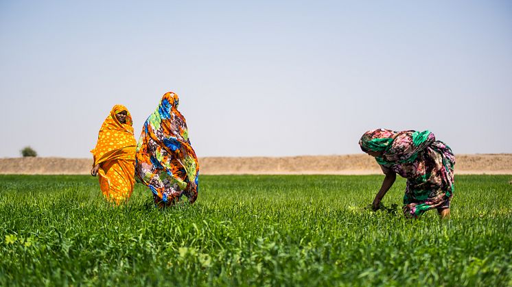 Udtalelse fra Achim Steiner, FN's undergeneralsekretær og UNDP’s øverste chef, om fødevarekrisen i Sudan