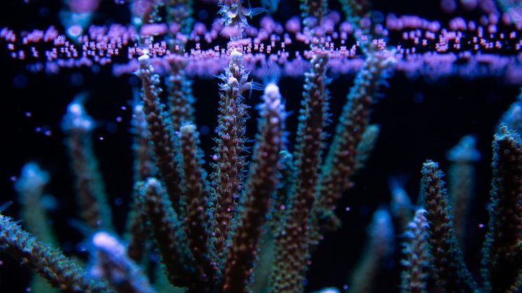 Canon, Coral Spawning Lab och Nature Seychelles går samman för att regenerera korallrev