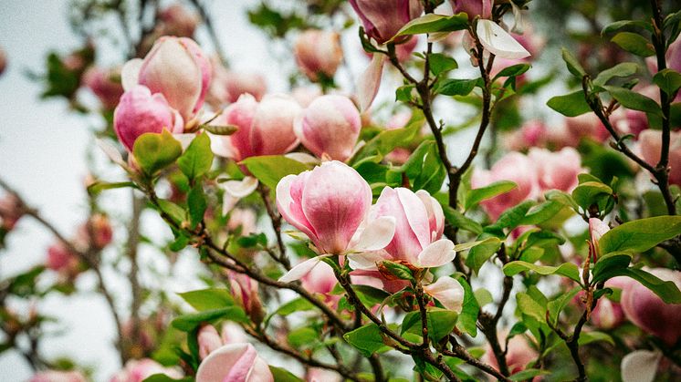 Vårfest på Norrviken – premiär för nytt trädgårdsrum, pollinatörer och passion för växter