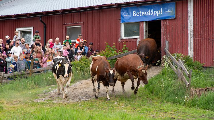 Dags för vårens folkfest, Norrmejeriers betessläpp då korna springer ut på bete.