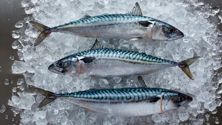 Dags att agera: Vända trenden för kvoterna på pelagisk fisk i nordöstra Atlanten